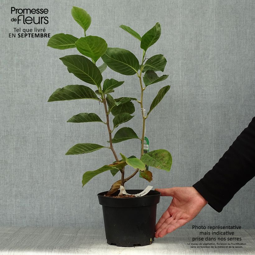 Exemplaar van Magnolia stellata Gold Star - Stermagnolia Pot van 4 l/5 l zoals geleverd in de herfst