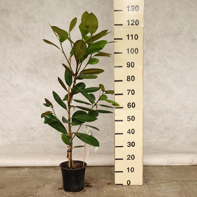 Exemplaar van Magnolia grandiflora Treyve - Zuidelijke magnolia Pot van 4 l/5 l, Kroonhoogte zoals geleverd in de zomer