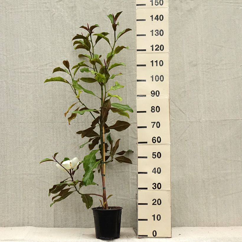 Exemplaar van Magnolia grandiflora Bracken's Brown Beauty - Zuidelijke magnolia Pot van 4 l/5 l zoals geleverd in de zomer