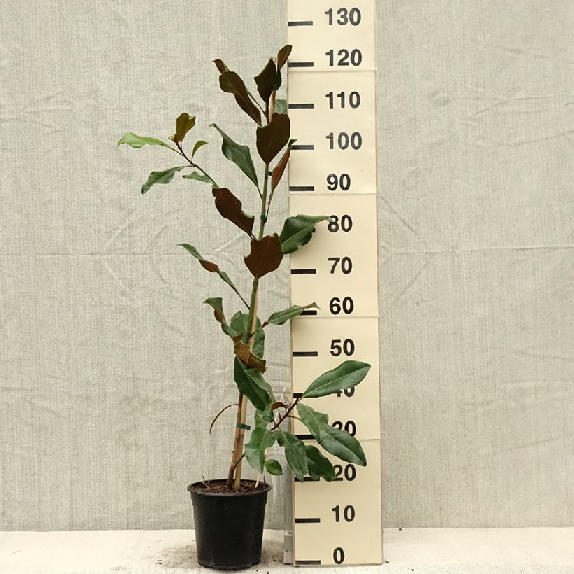 Exemplaar van Magnolia grandiflora Bracken's Brown Beauty - Zuidelijke magnolia Pot van 4 l/5 l zoals geleverd in de lente