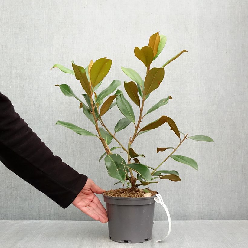 Exemplaar van Magnolia grandiflora Double Nantais - Zuidelijke magnolia Pot van 1,5 l/2 l zoals geleverd in de herfst