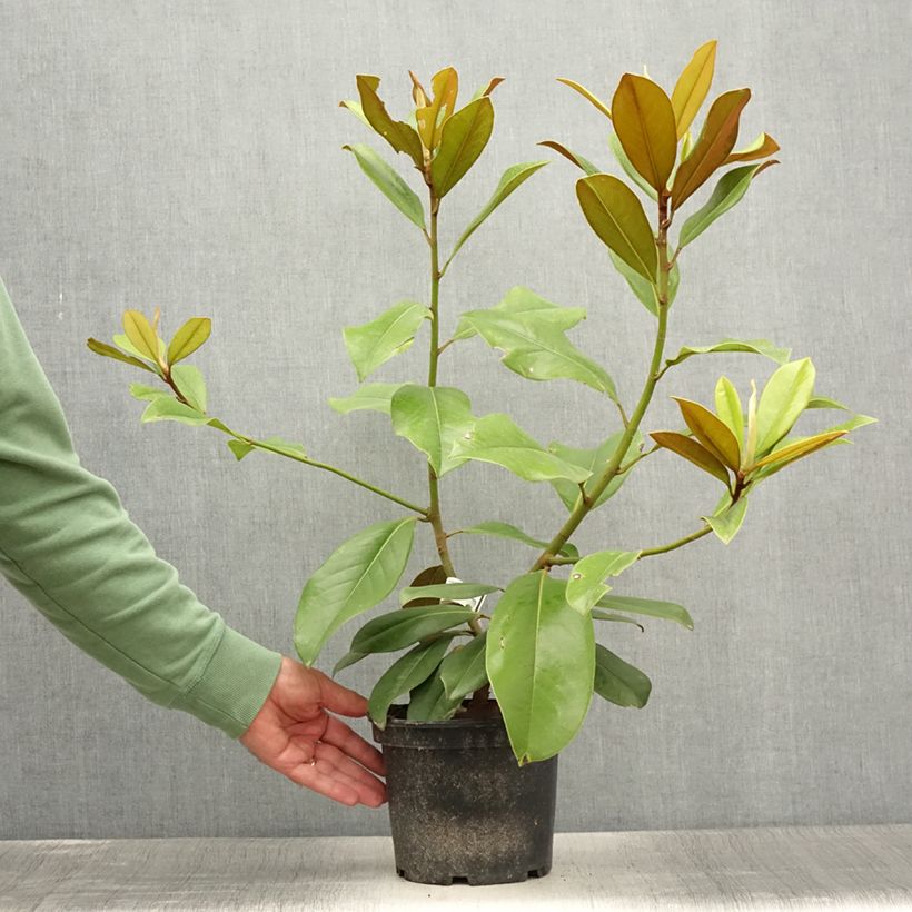 Exemplaar van Magnolia grandiflora Double Nantais - Zuidelijke magnolia Pot van 1,5 l/2 l zoals geleverd in de zomer