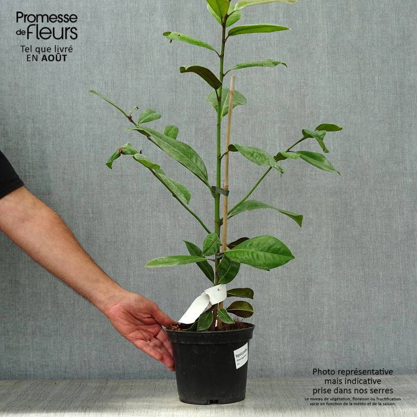 Exemplaar van Magnolia grandiflora Ferruginea - Zuidelijke magnolia Pot van 1,5 l/2 l zoals geleverd in de zomer