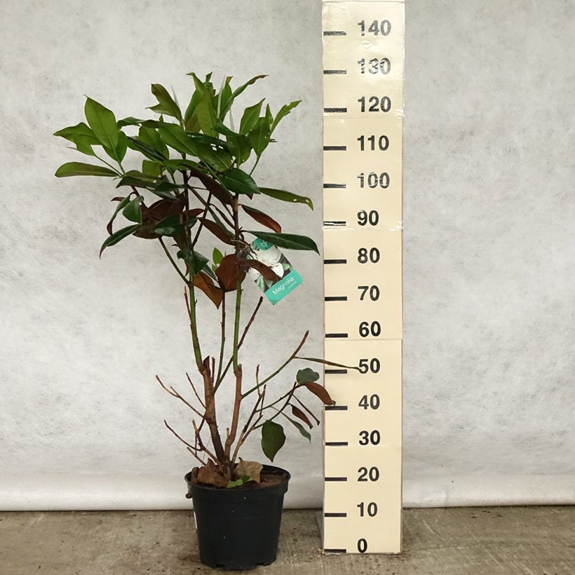 Exemplaar van Magnolia grandiflora Galissonière - Zuidelijke magnolia Pot van 7,5 l/10 l zoals geleverd in de lente