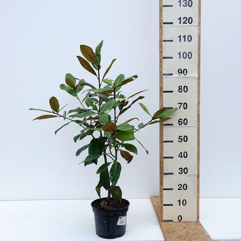 Exemplaar van Magnolia grandiflora Galissonière - Zuidelijke magnolia Pot van 4 l/5 l zoals geleverd in de herfst