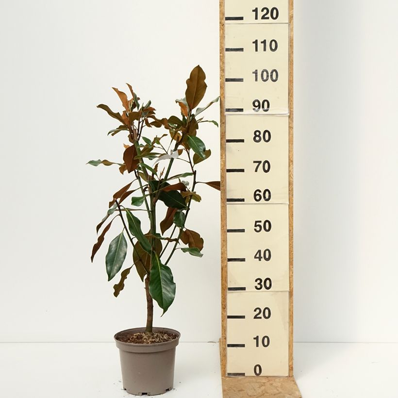 Exemplaar van Magnolia grandiflora Kay Parris - Zuidelijke magnolia Pot van 4 l/5 l zoals geleverd in de herfst