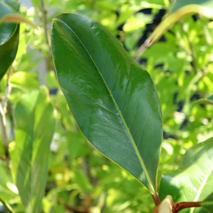 Magnolia grandiflora Kay Parris - Zuidelijke magnolia (Blad)