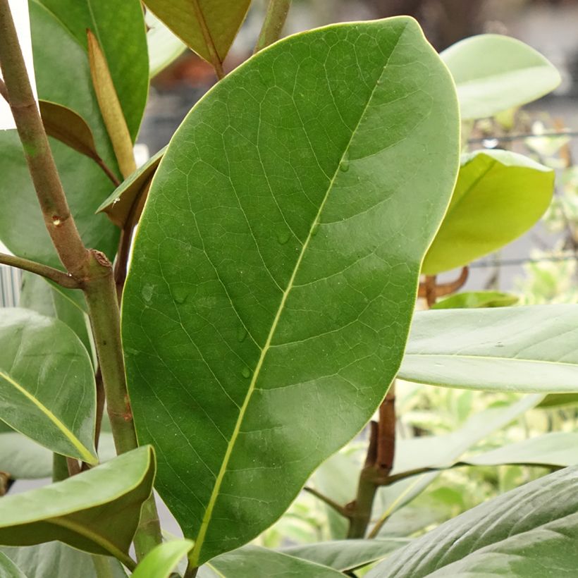 Magnolia grandiflora Mainstreet - Zuidelijke magnolia (Blad)