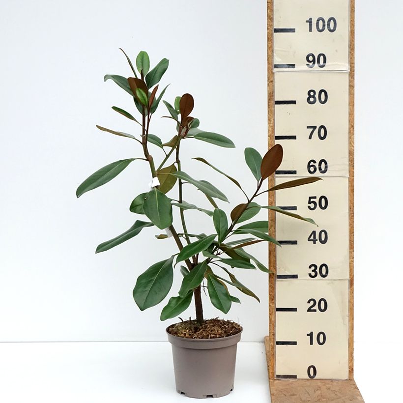 Exemplaar van Magnolia grandiflora Mainstreet - Zuidelijke magnolia Pot van 4 l/5 l zoals geleverd in de herfst