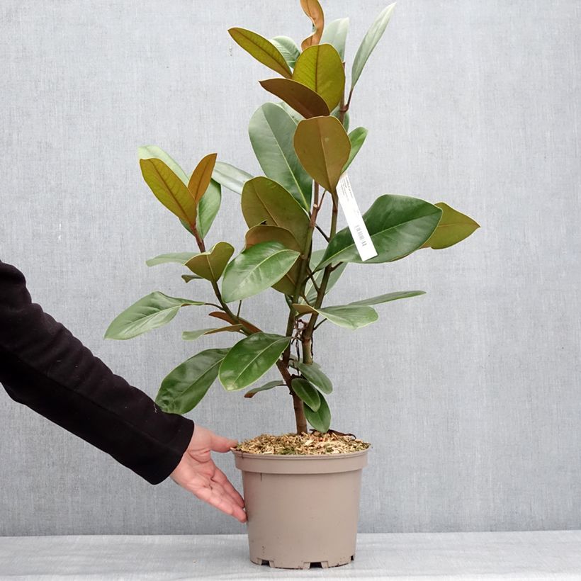 Exemplaar van Magnolia grandiflora Mainstreet - Laurier-tulipier Pot de 4L/5L zoals geleverd in de winter