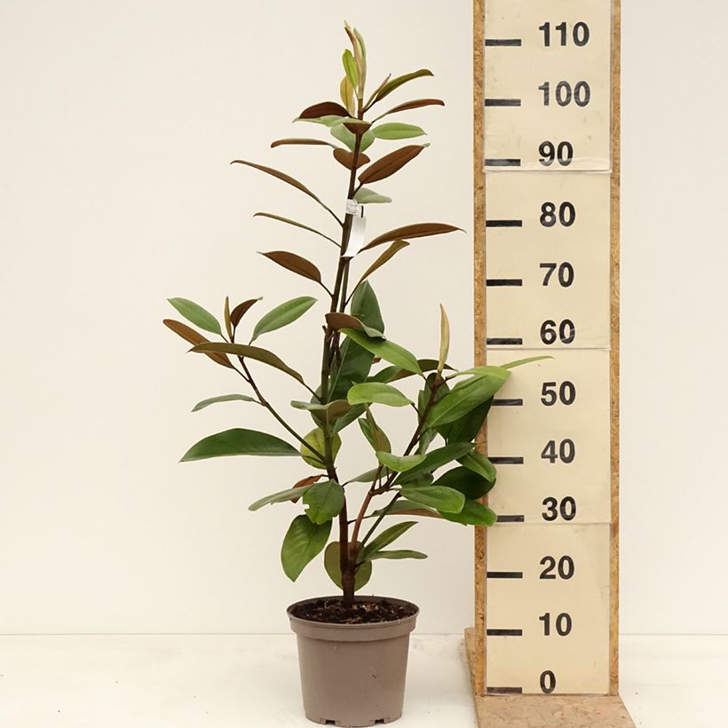 Exemplaar van Magnolia grandiflora Mainstreet - Zuidelijke magnolia Pot van 4 l/5 l zoals geleverd in de lente