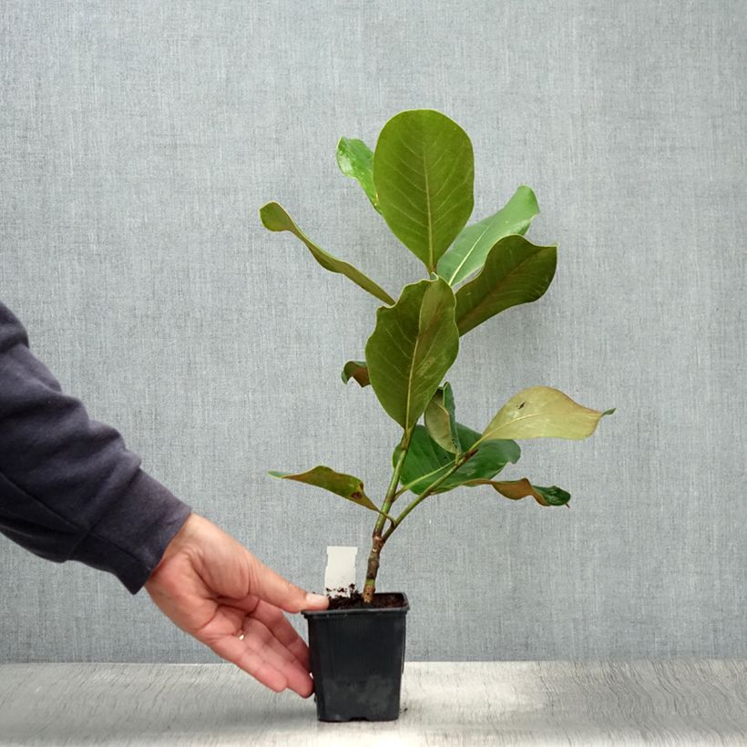 Exemplaar van Magnolia grandiflora Mont Blanc - Zuidelijke magnolia Pot van 10 cm/11 cm zoals geleverd in de zomer