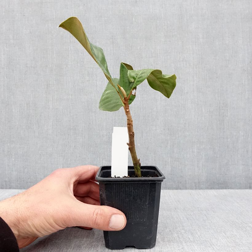 Exemplaar van Magnolia grandiflora Mont Blanc - Zuidelijke magnolia Pot van 10 cm/11 cm zoals geleverd in de lente