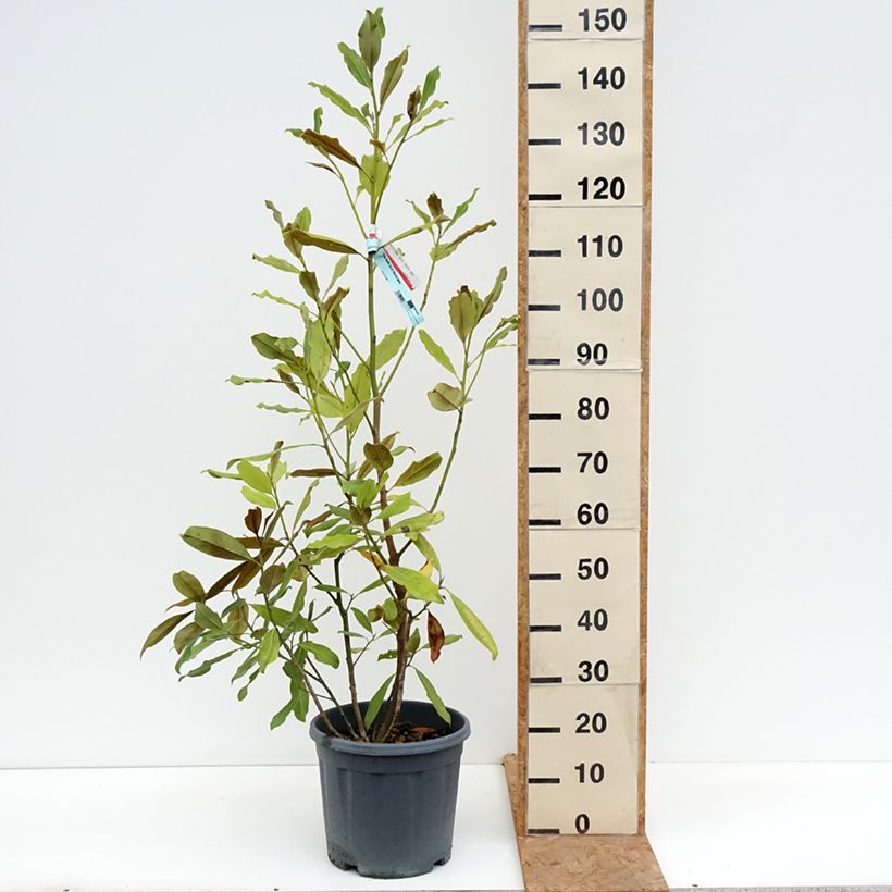 Exemplaar van Magnolia grandiflora Nana - Zuidelijke magnolia Pot van 12 l/15 l zoals geleverd in de herfst