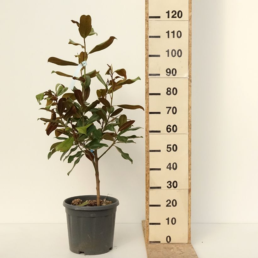 Exemplaar van Magnolia grandiflora Nana - Laurier-tulipier Pot de 12L/15L zoals geleverd in de winter