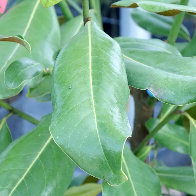 Magnolia grandiflora Nana - Zuidelijke magnolia (Blad)