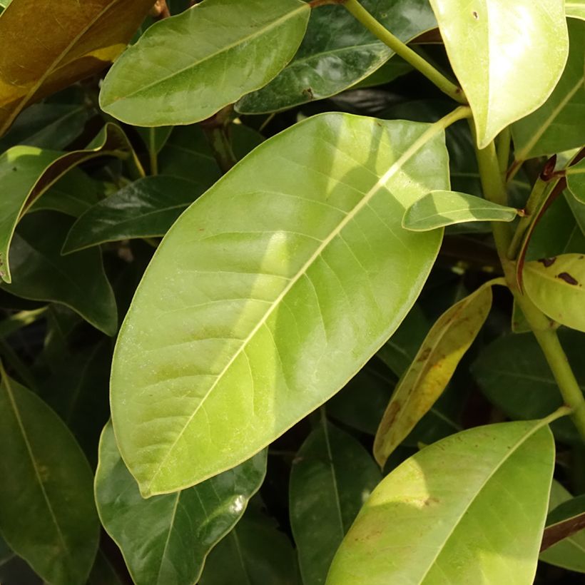 Magnolia grandiflora Victoria - Zuidelijke magnolia (Blad)