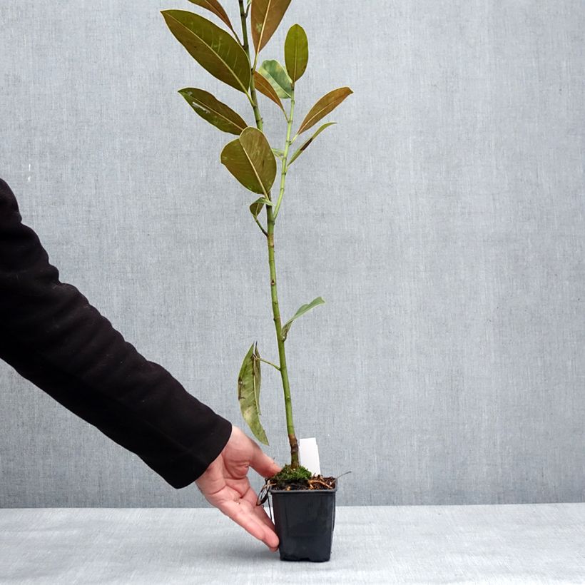 Exemplaar van Magnolia grandiflora Victoria - Zuidelijke magnolia Pot van 10 cm/11 cm zoals geleverd in de winter