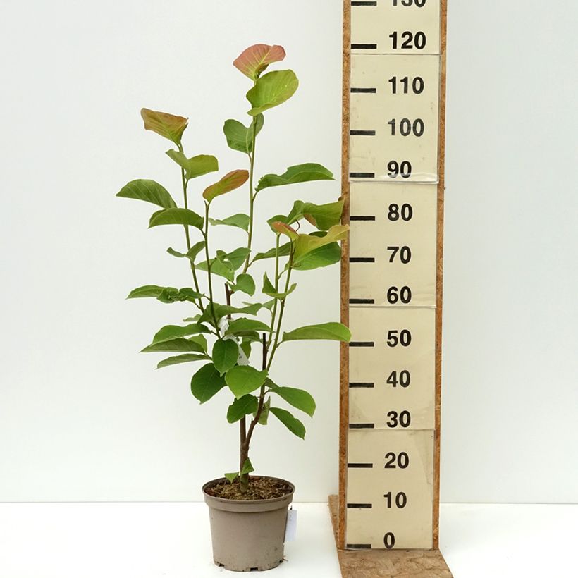 Exemplaar van Magnolia Shirazz - Beverboom Pot van 4 l/5 l zoals geleverd in de lente