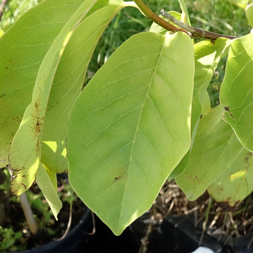 Magnolia Tina durio - Beverboom (Blad)