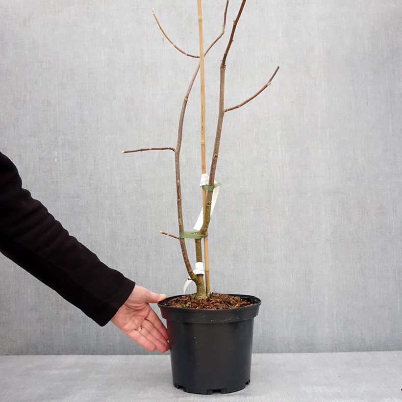 Exemplaar van Magnolia Tina durio - Beverboom Pot van 4 l/5 l zoals geleverd in de winter