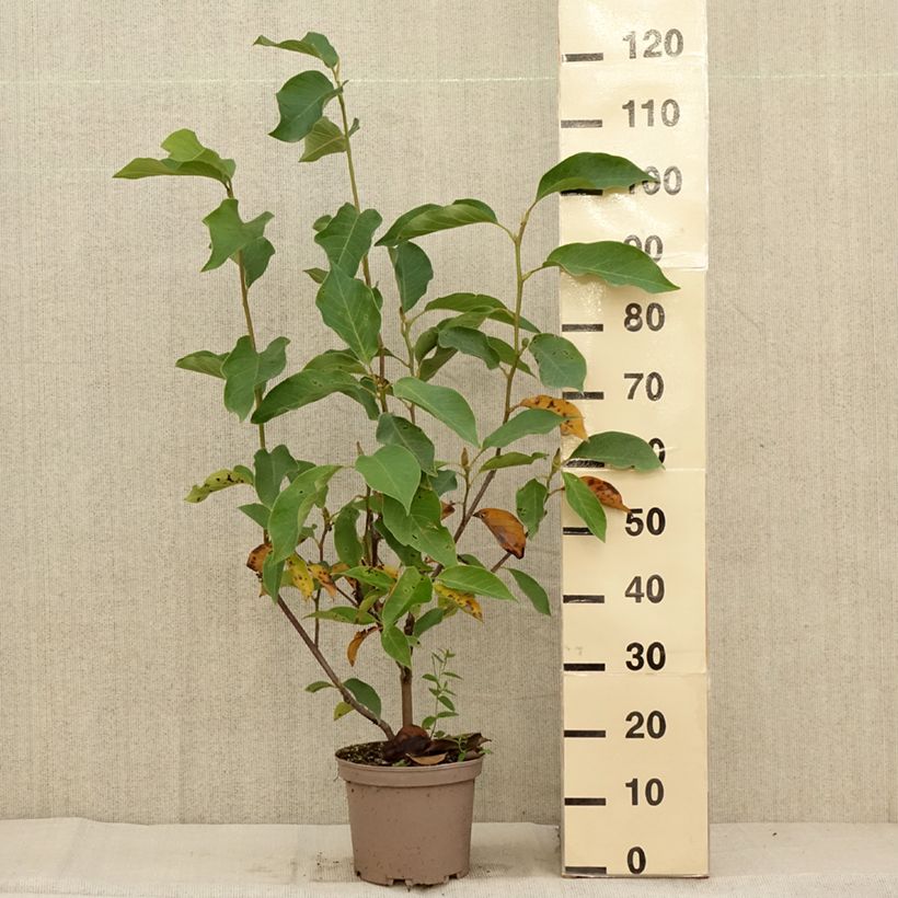Exemplaar van Magnolia Heaven Scent - Beverboom Pot van 4 l/5 l zoals geleverd in de herfst