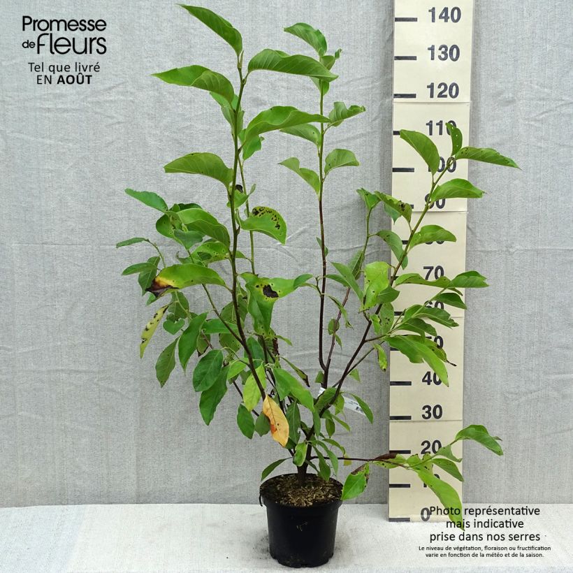 Exemplaar van Magnolia Heaven Scent - Beverboom Pot van 4 l/5 l zoals geleverd in de zomer