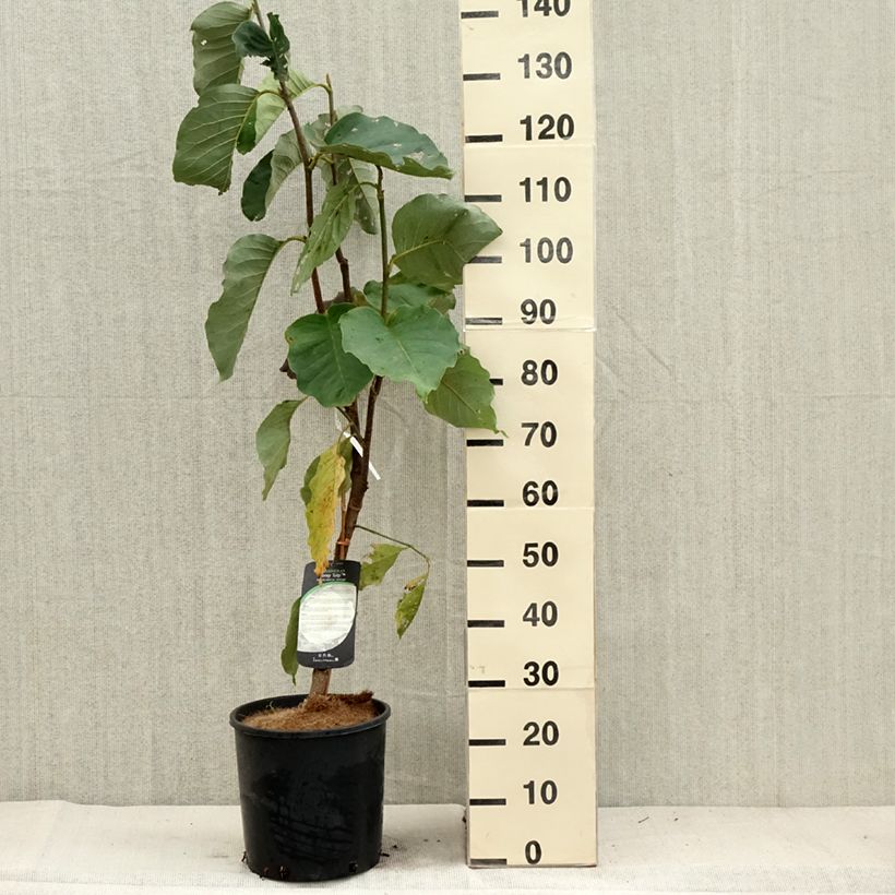 Exemplaar van Magnolia Honey Tulip - Beverboom Pot van 12 l/15 l zoals geleverd in de herfst