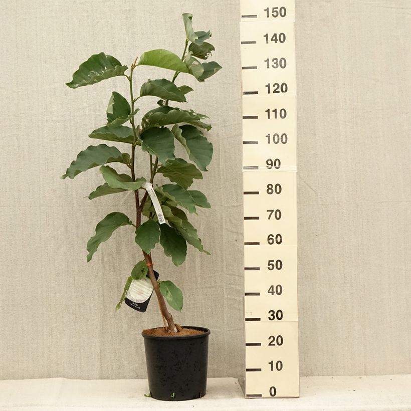 Exemplaar van Magnolia Honey Tulip - Beverboom Pot van 12 l/15 l zoals geleverd in de zomer