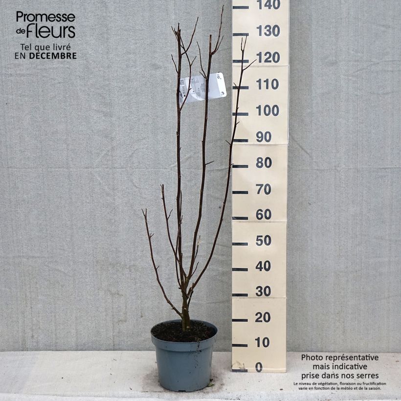 Exemplaar van Magnolia kobus - Noordelijke Japanse magnolia Pot van 4 l/5 l zoals geleverd in de herfst