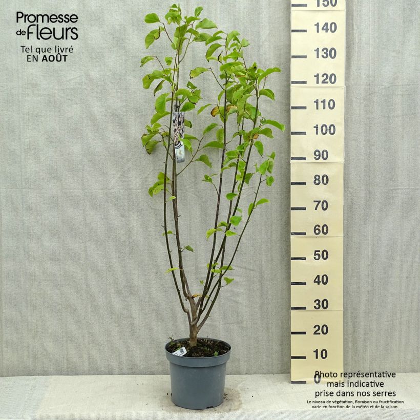 Exemplaar van Magnolia kobus - Noordelijke Japanse magnolia Pot van 4 l/5 l zoals geleverd in de zomer