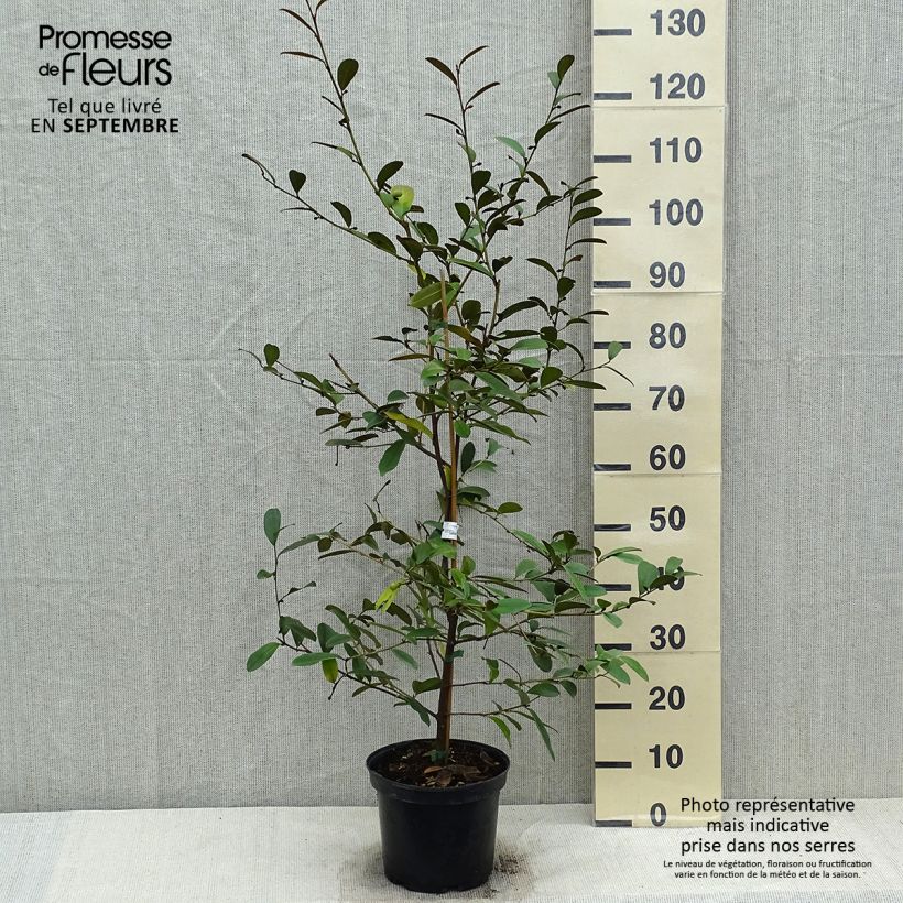 Exemplaar van Magnolia laevifolia Achteraan - Bananenstruik Pot van 4 l/5 l zoals geleverd in de herfst