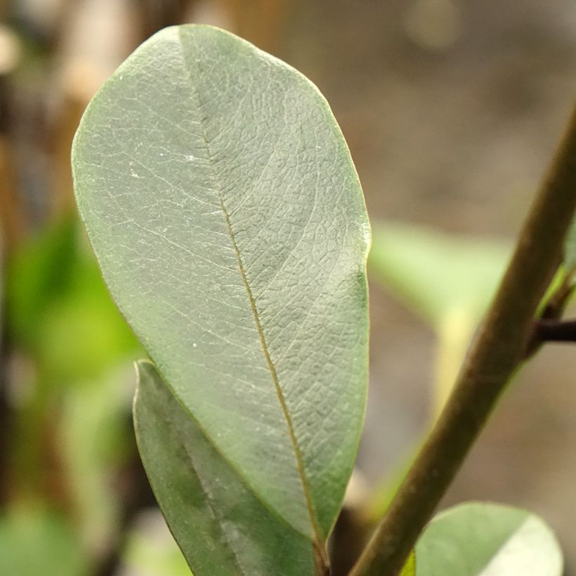 Magnolia laevifolia Achteraan - Bananenstruik (Blad)