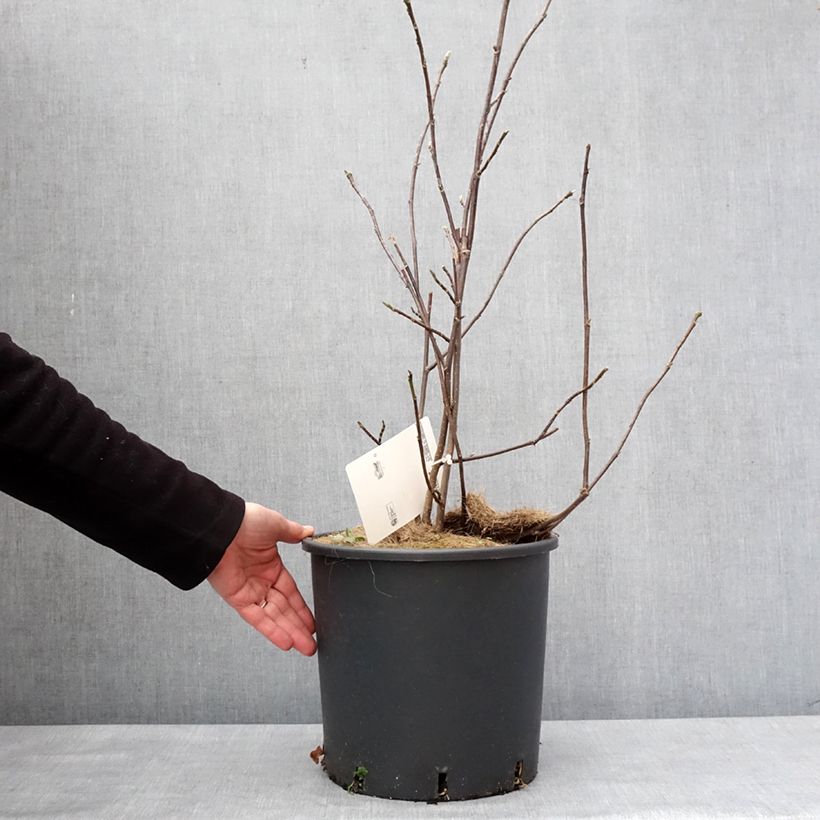 Exemplaar van Magnolia liliflora Nigra Pot de 7,5L/10L zoals geleverd in de winter