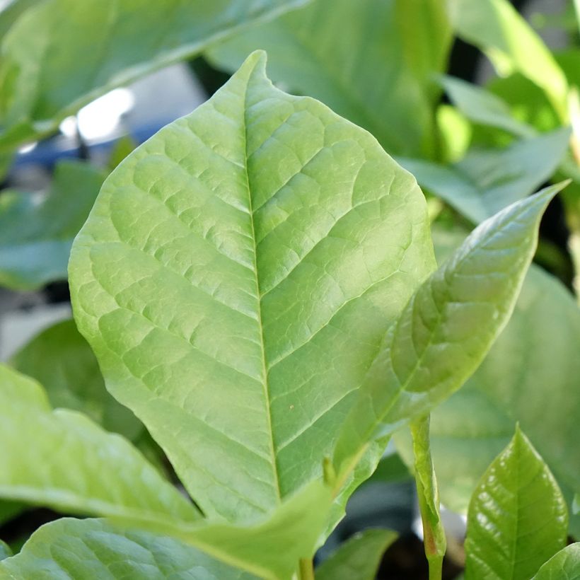 Magnolia liliflora Nigra - Leliemagnolia (Blad)