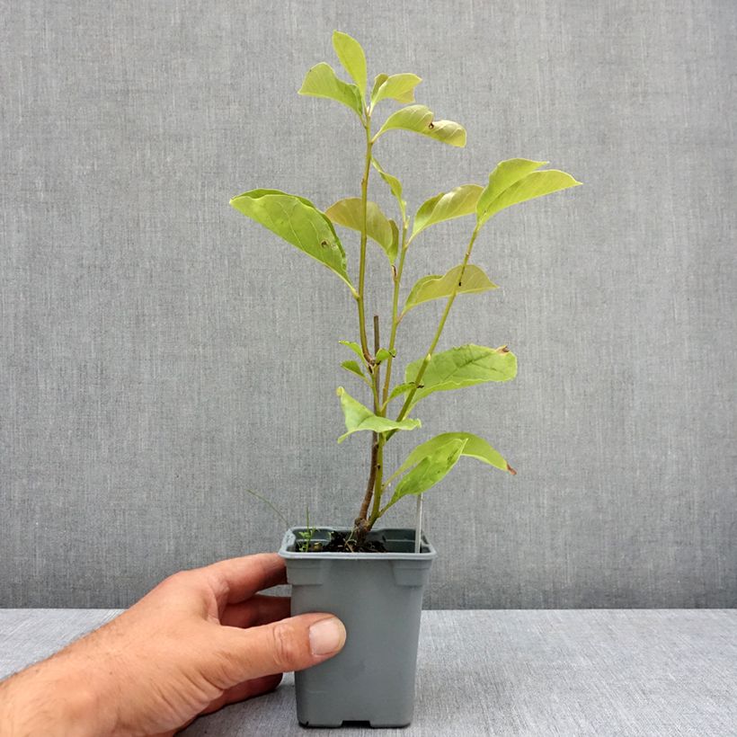 Exemplaar van Magnolia liliflora Nigra - Leliemagnolia Pot van 12 cm / 13 cm zoals geleverd in de zomer