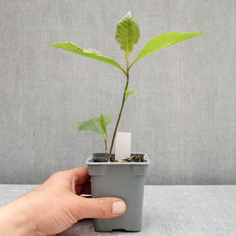 Exemplaar van Magnolia liliflora Nigra - Leliemagnolia Pot van 12 cm / 13 cm zoals geleverd in de lente