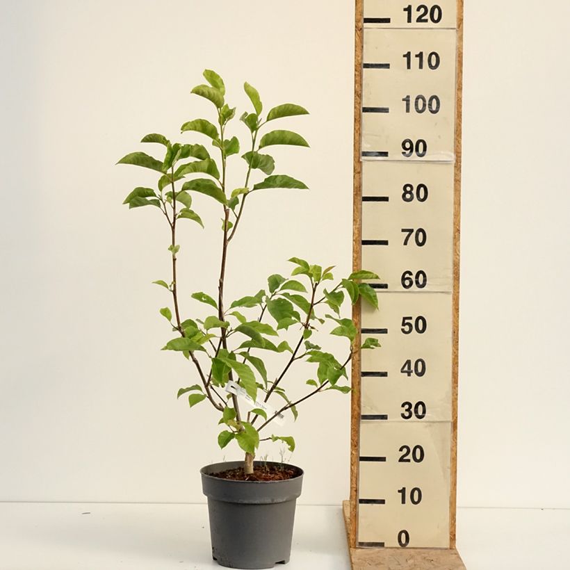 Exemplaar van Magnolia liliflora Nigra - Leliemagnolia Pot van 7,5 l/10 l zoals geleverd in de zomer