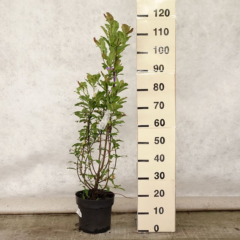 Exemplaar van Magnolia loebneri Leonard Messel - Beverboom Pot van 6 l/7 l zoals geleverd in de zomer