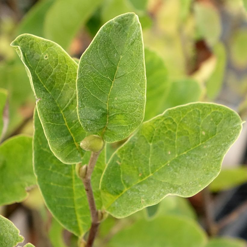 Magnolia loebneri Mags Pirouette - Beverboom (Blad)