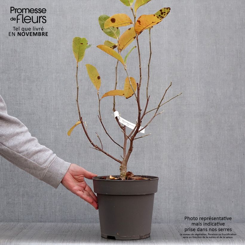 Exemplaar van Magnolia loebneri Mags Pirouette - Beverboom Pot van 4 l/5 l zoals geleverd in de herfst