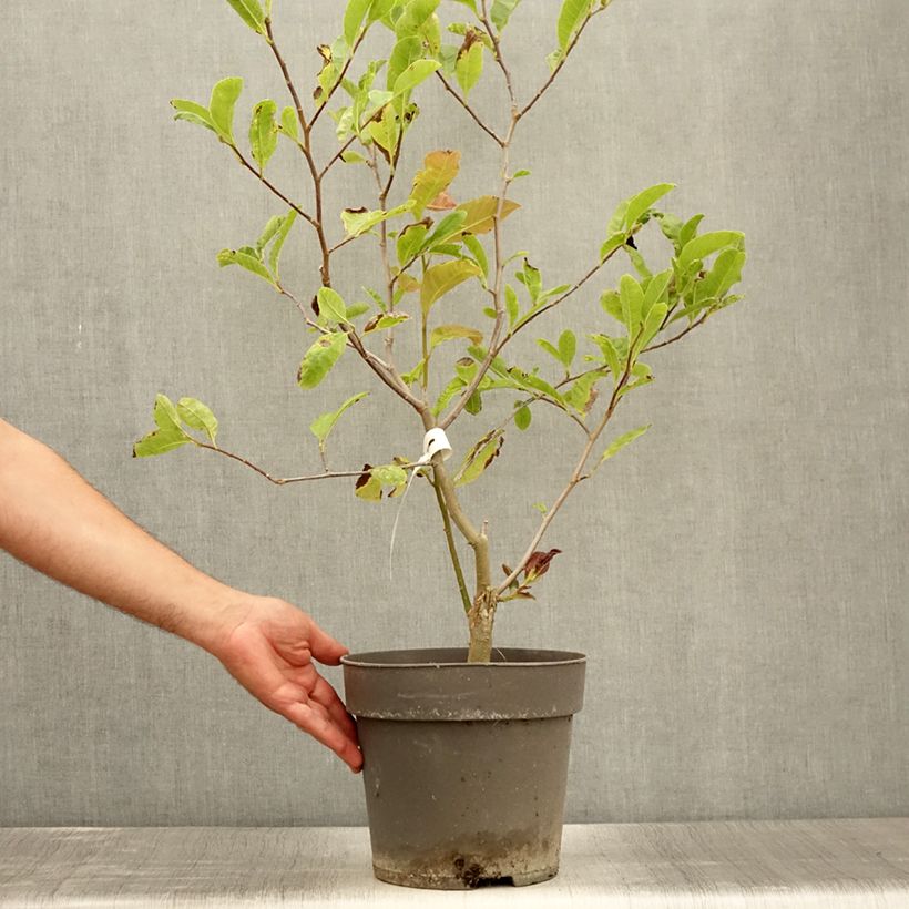 Exemplaar van Magnolia loebneri Mags Pirouette - Beverboom Pot van 4 l/5 l zoals geleverd in de zomer