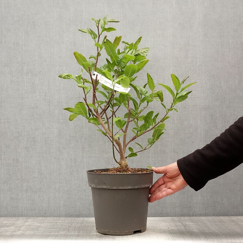 Exemplaar van Magnolia loebneri Mags Pirouette - Beverboom Pot van 4 l/5 l zoals geleverd in de lente
