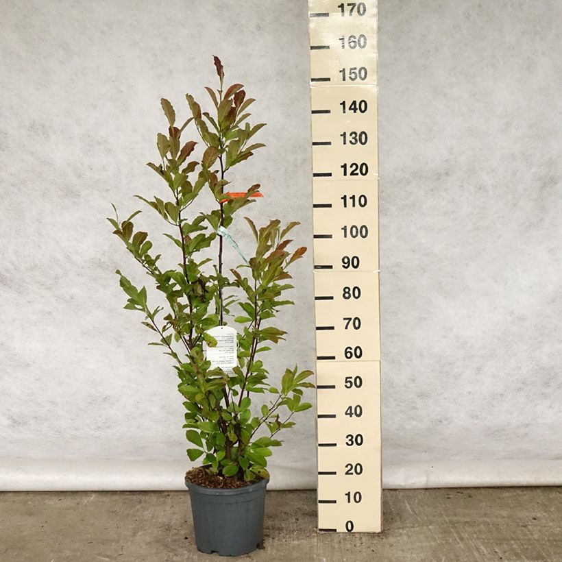 Exemplaar van Magnolia loebneri Merrill - Beverboom Pot van 7,5 l/10 l zoals geleverd in de lente