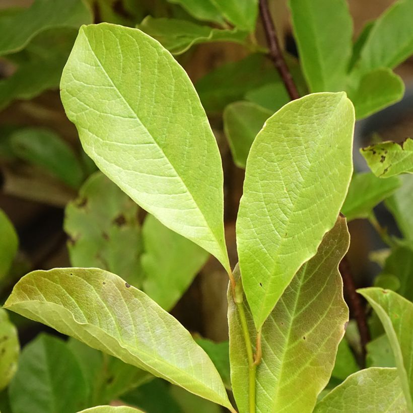 Magnolia loebneri Merrill - Beverboom (Blad)