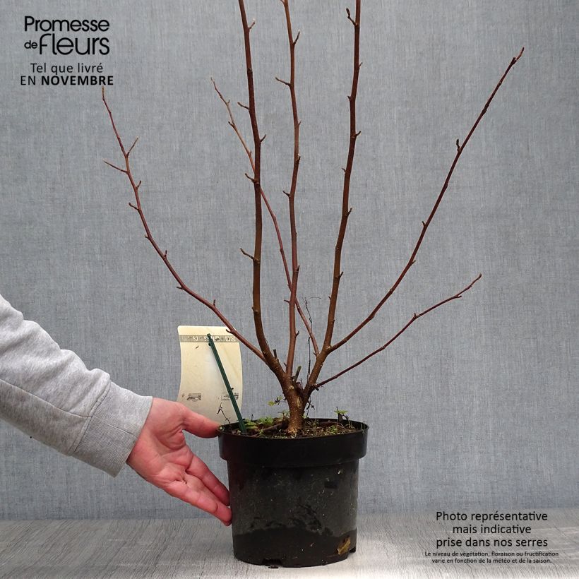 Exemplaar van Magnolia loebneri Merrill - Beverboom Pot van 3 l/4 l zoals geleverd in de herfst