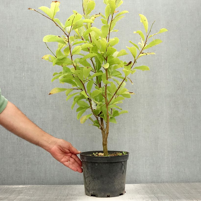 Exemplaar van Magnolia loebneri Merrill - Beverboom Pot van 3 l/4 l zoals geleverd in de zomer