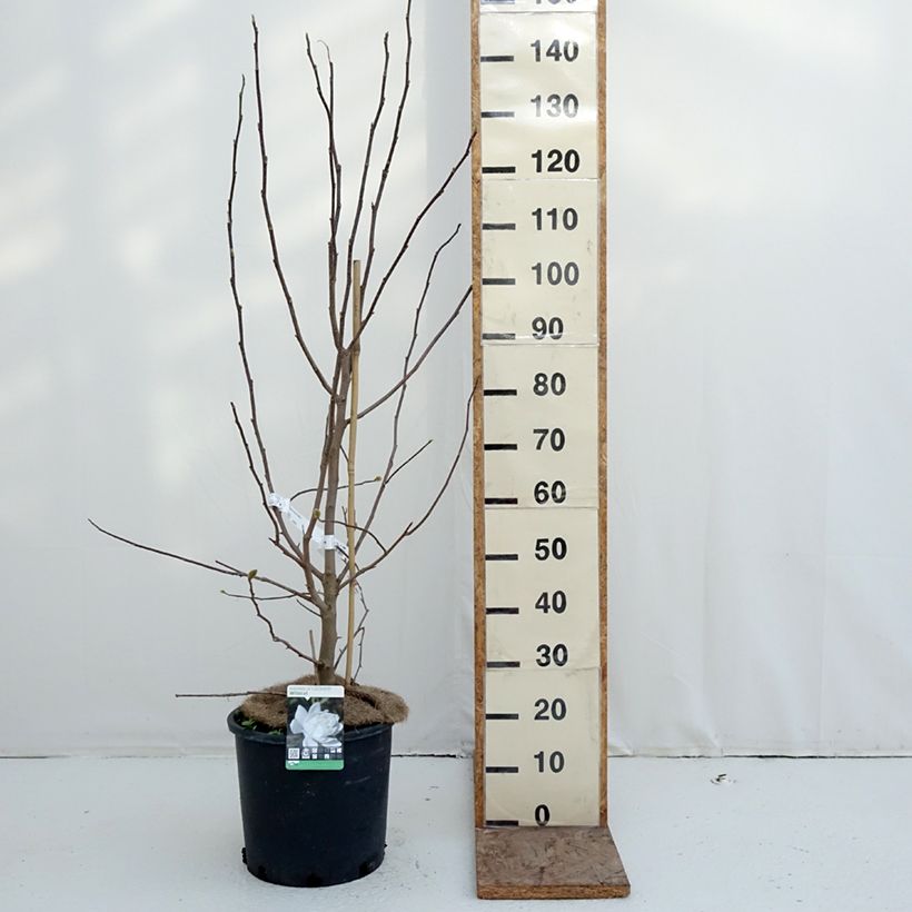 Exemplaar van Magnolia loebneri Wildcat - Beverboom Pot van 6 l/7 l zoals geleverd in de winter