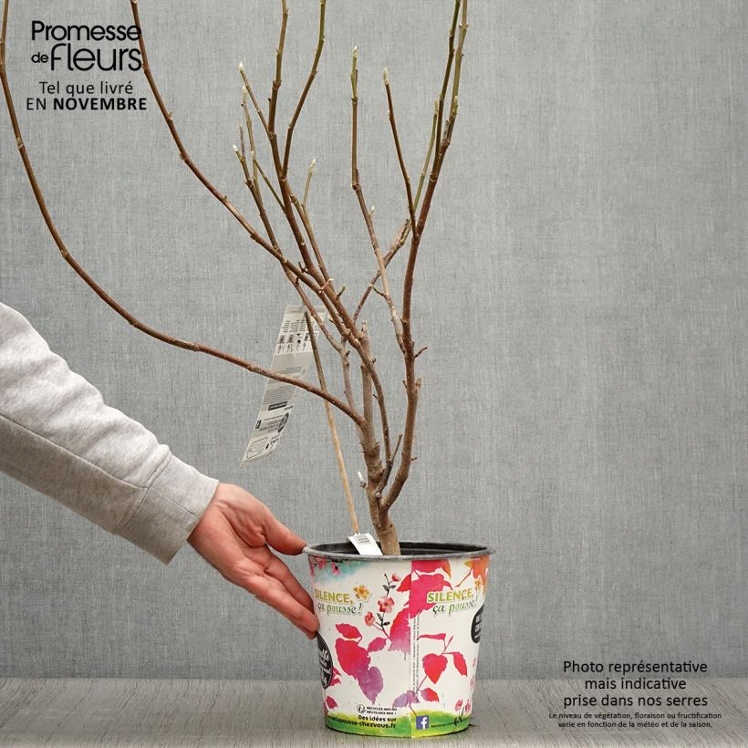 Exemplaar van Magnolia Andre Leroy - Gewone magnolia Pot van 4 l/5 l zoals geleverd in de herfst