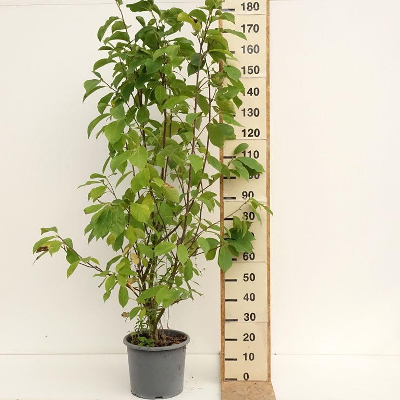 Exemplaar van Magnolia Andre Leroy - Gewone magnolia Pot van 7,5 l/10 l zoals geleverd in de zomer